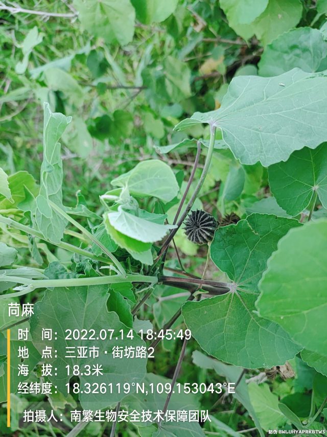 苘麻