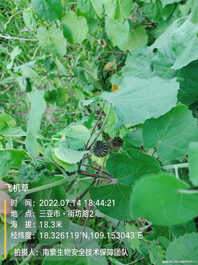 飞机草