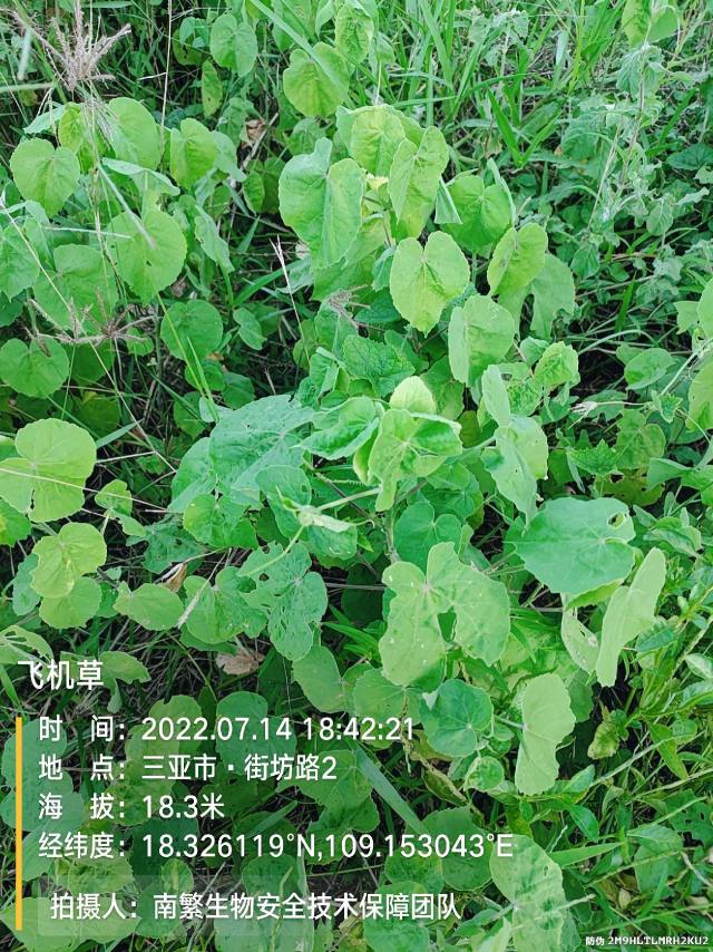 飞机草