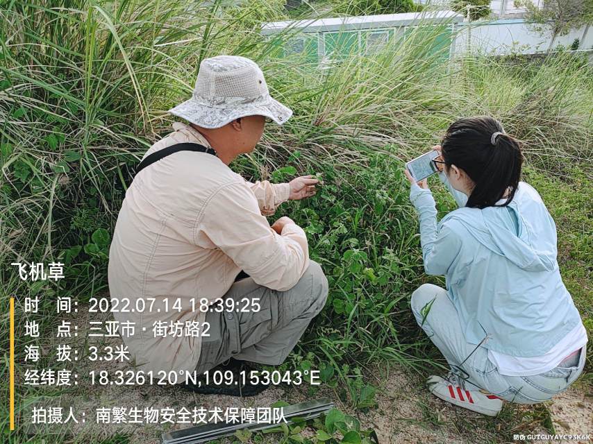 飞机草