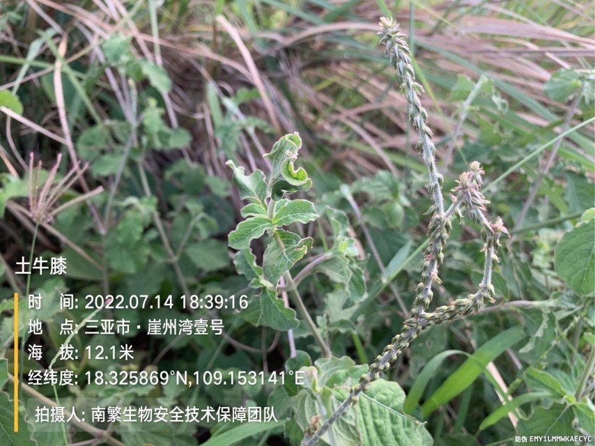 土牛膝