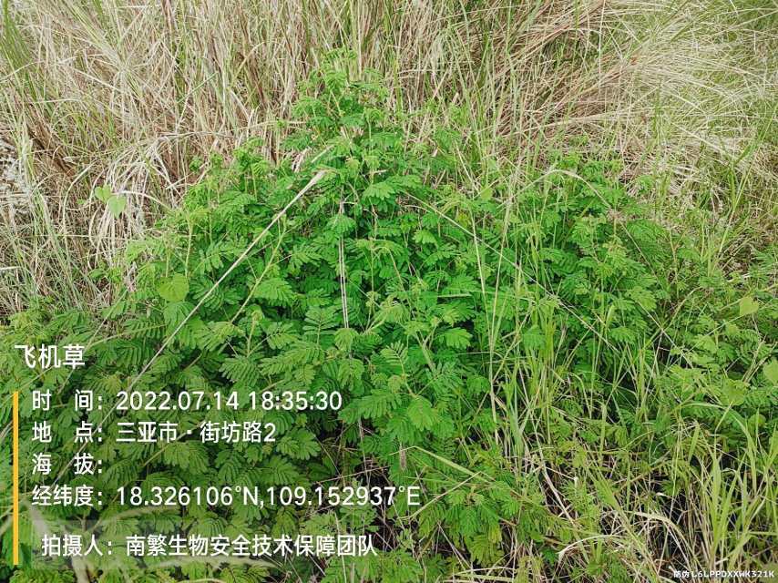 飞机草
