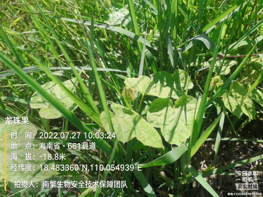 龙珠果
