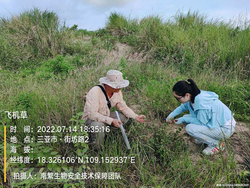 飞机草