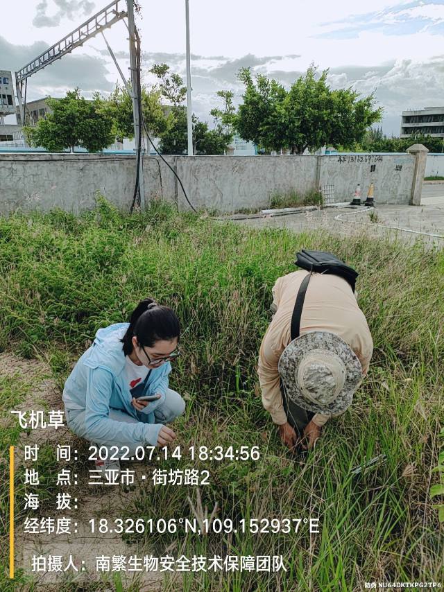 飞机草