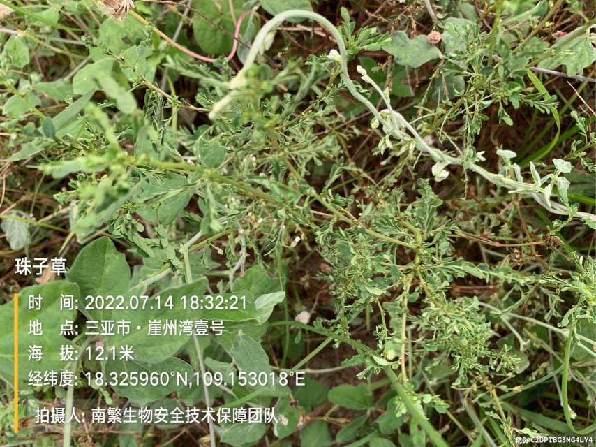 珠子草