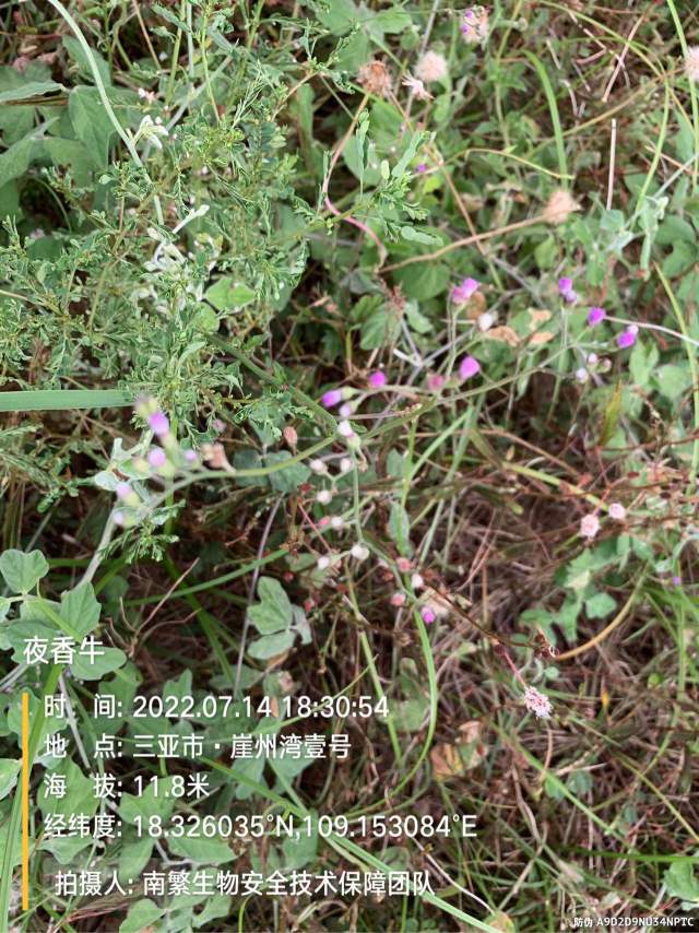夜香牛