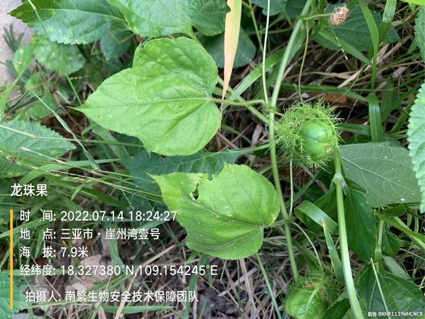 龙珠果