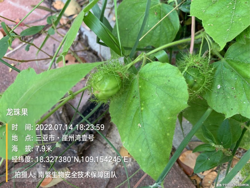 龙珠果