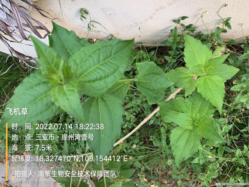 飞机草