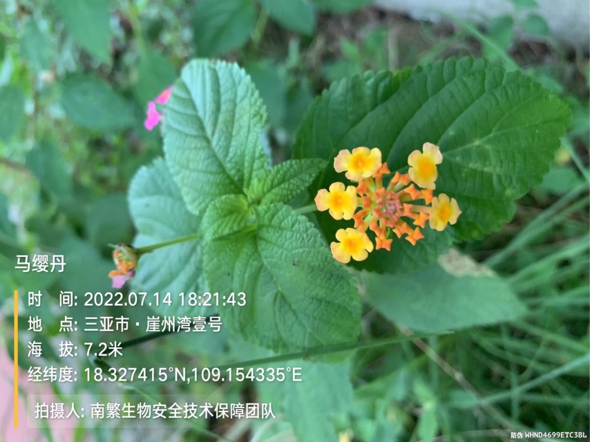 马缨丹
