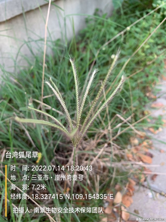 台湾狐尾草
