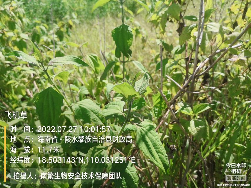 飞机草