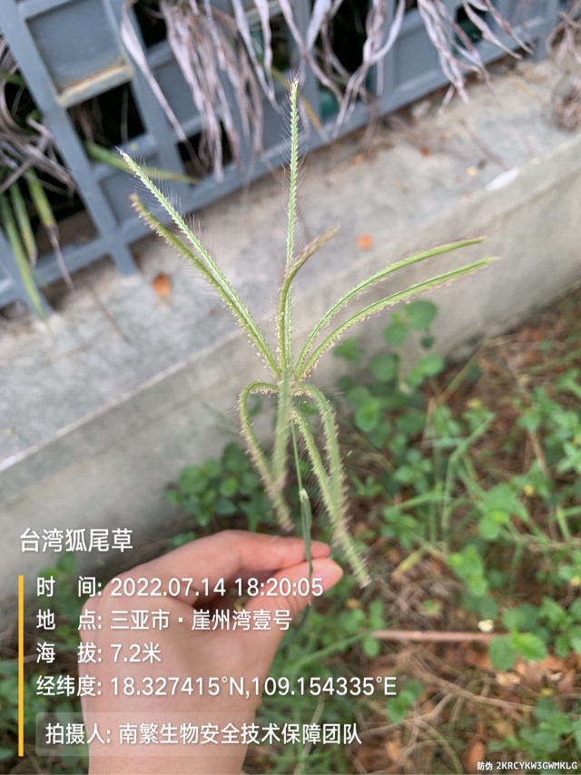 台湾狐尾草