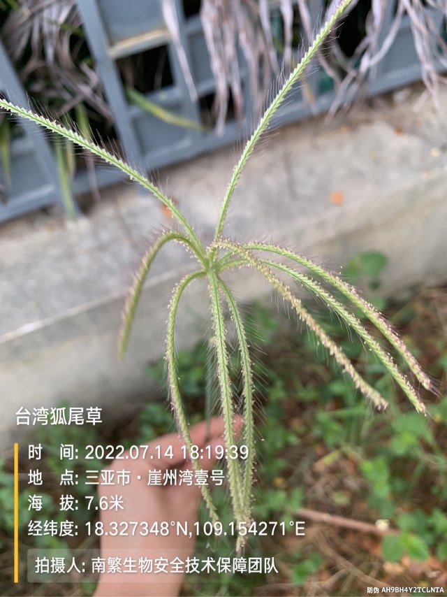 台湾狐尾草