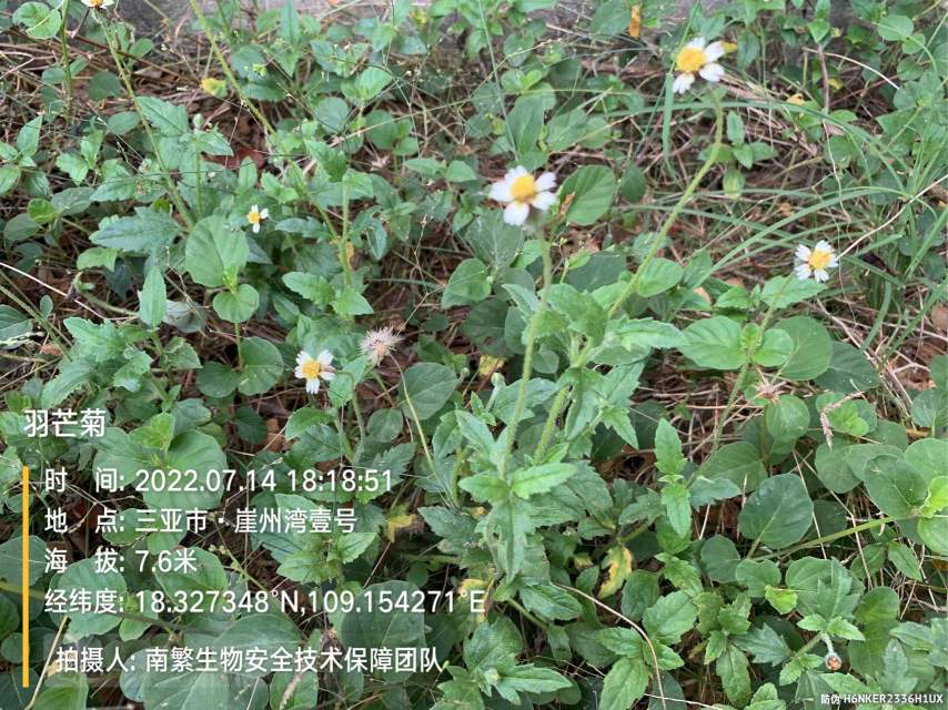 羽芒菊