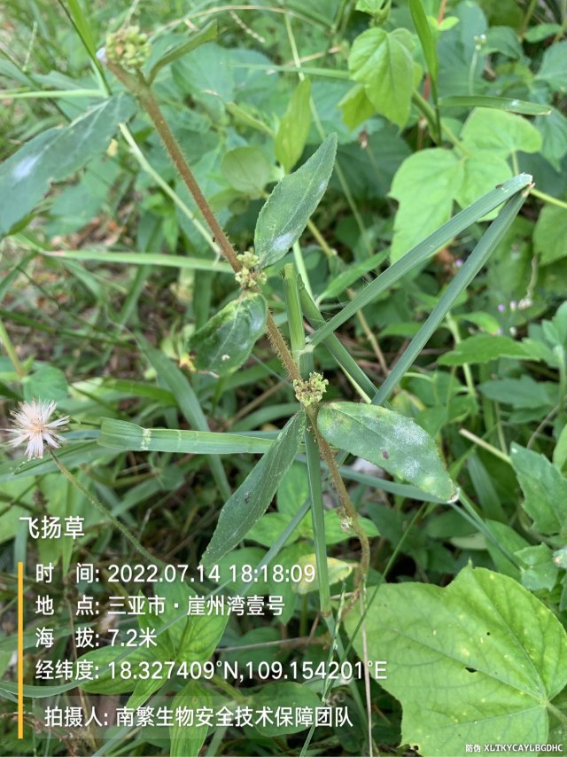 飞扬草