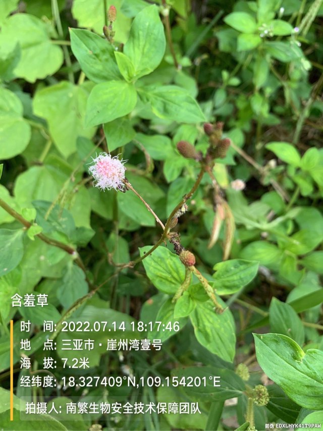 含羞草