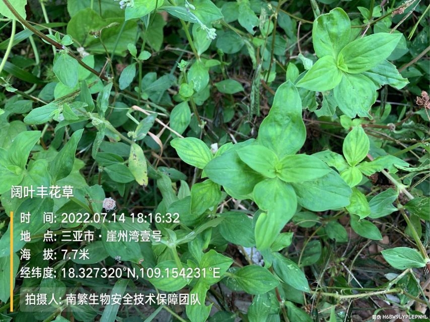 阔叶丰花草