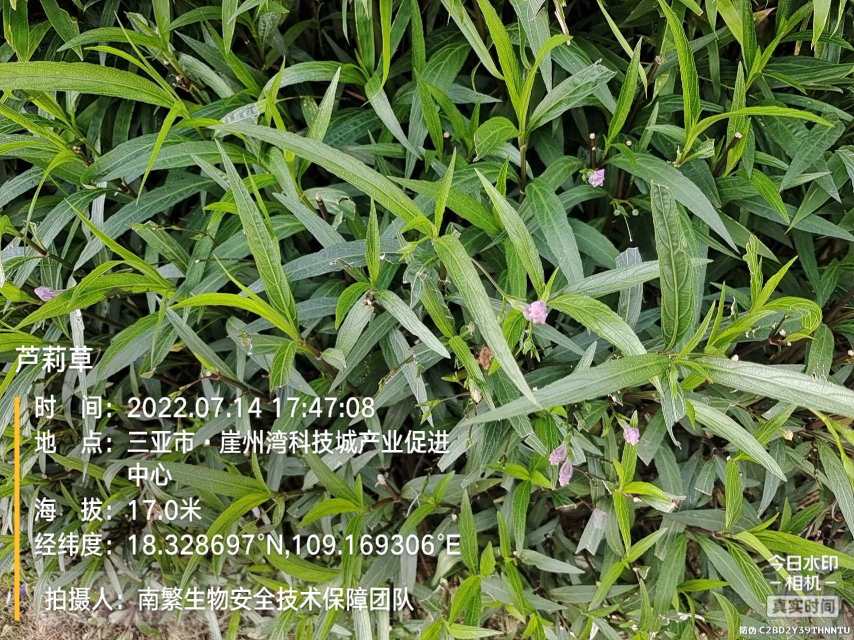 芦莉草