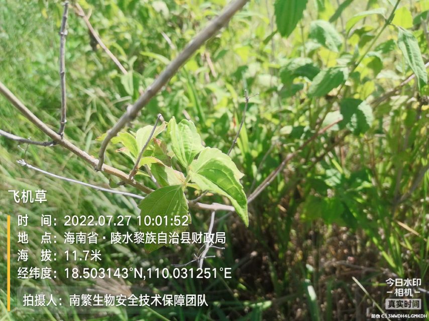 飞机草