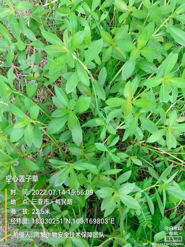 空心莲子草