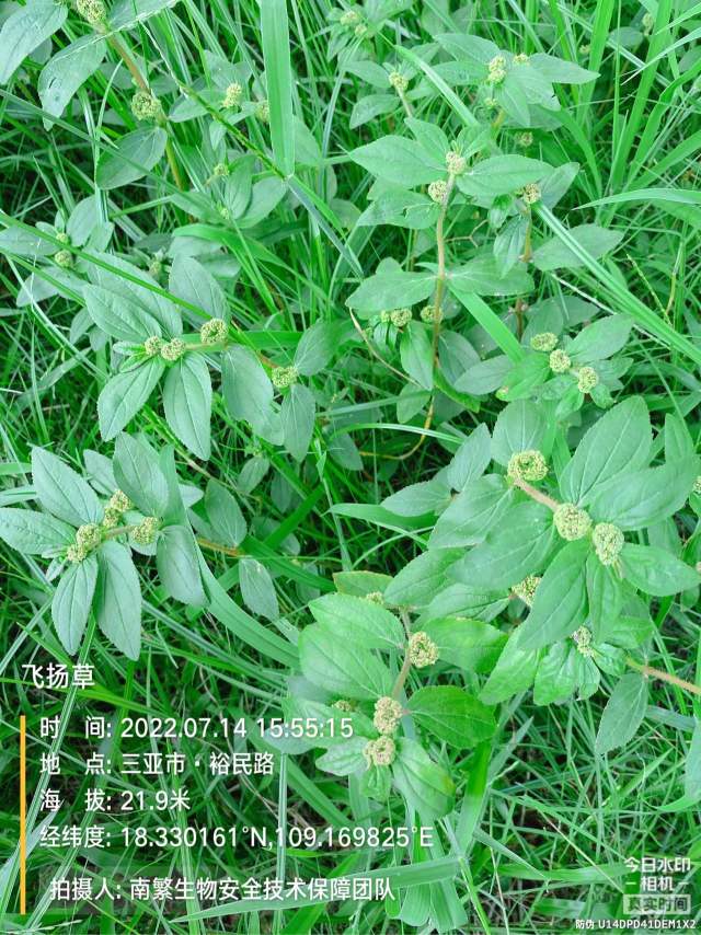 飞扬草