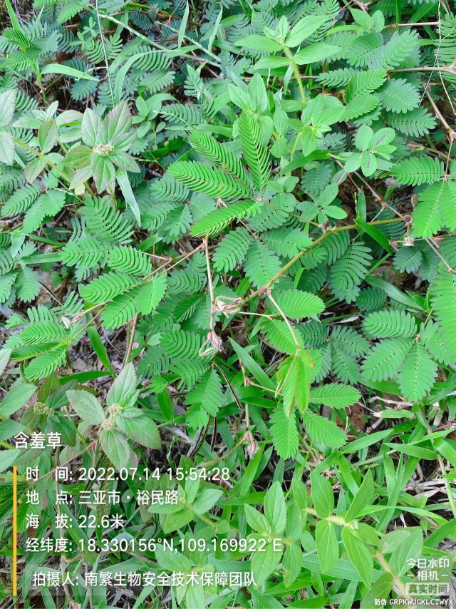 含羞草
