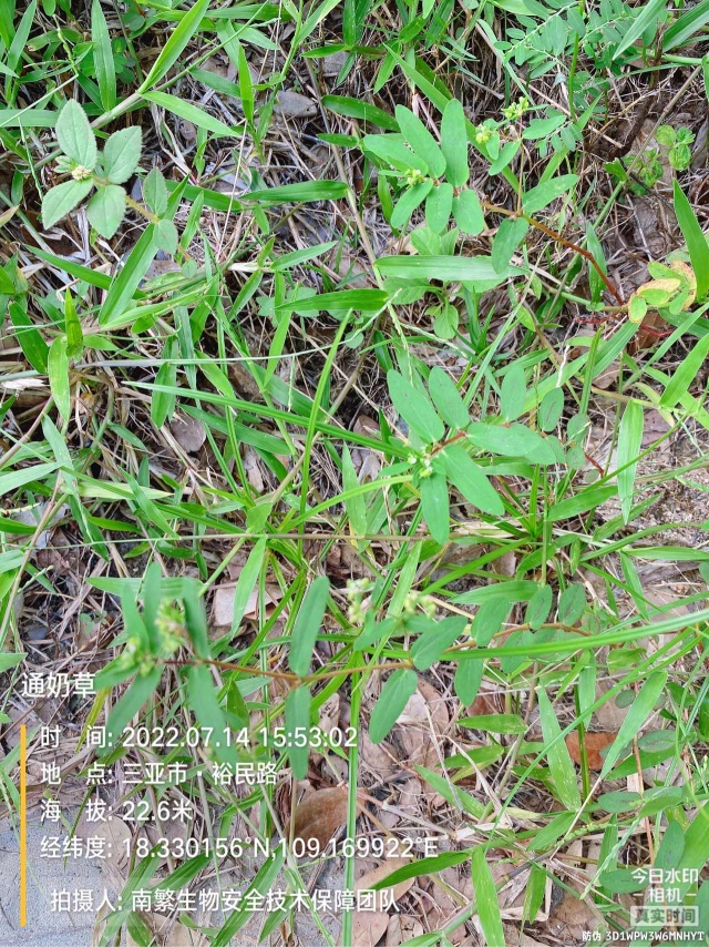 通奶草