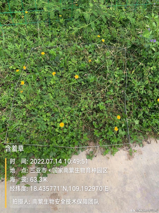 含羞草