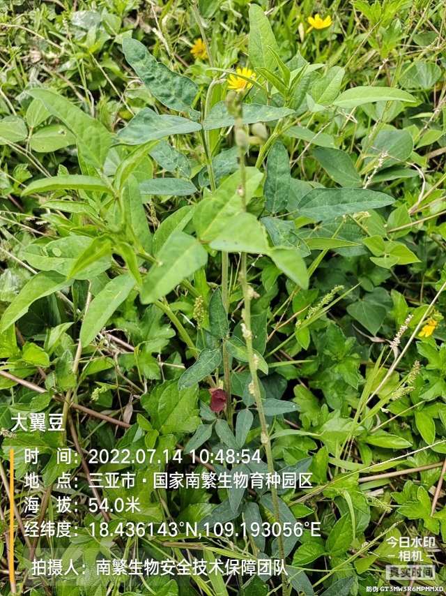 大翼豆
