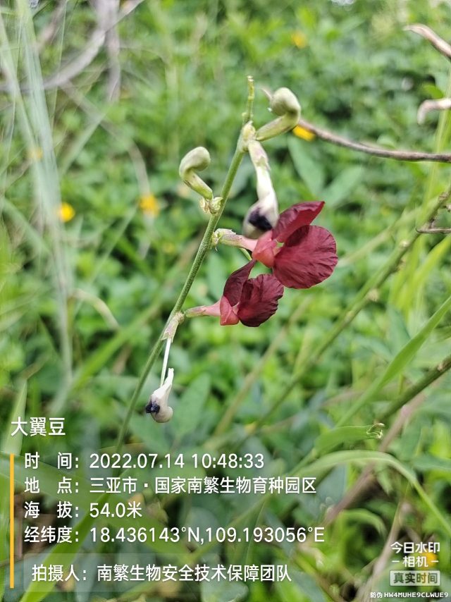 大翼豆