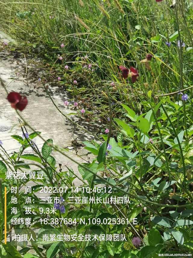 紫花大翼豆