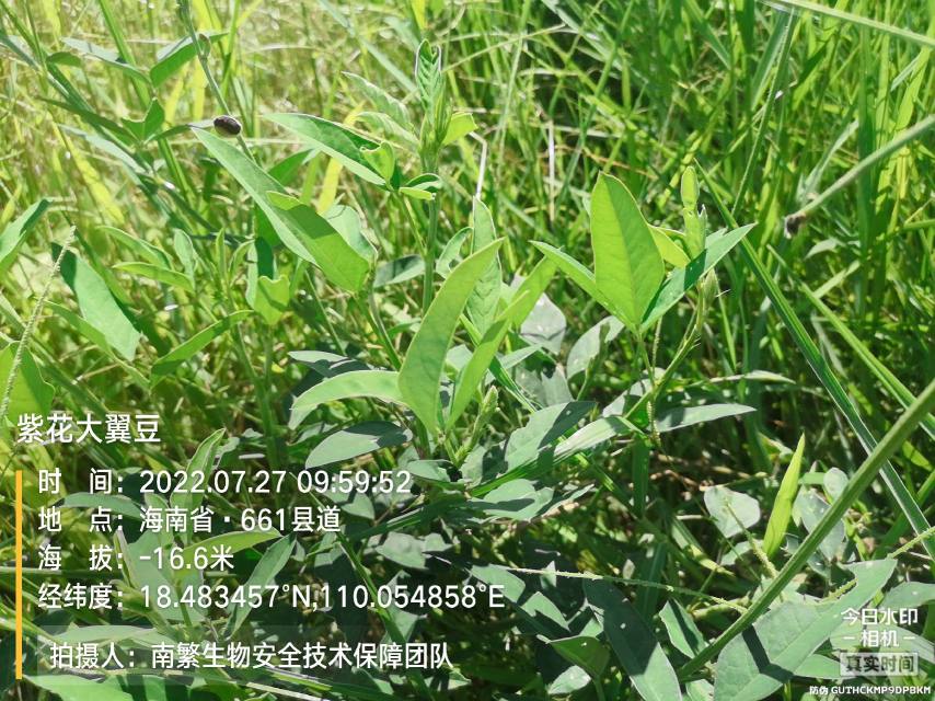 紫花大翼豆
