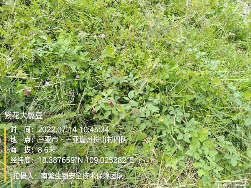 紫花大翼豆