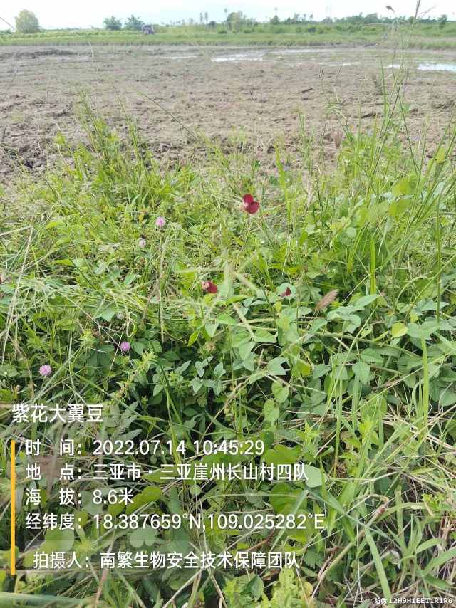 紫花大翼豆