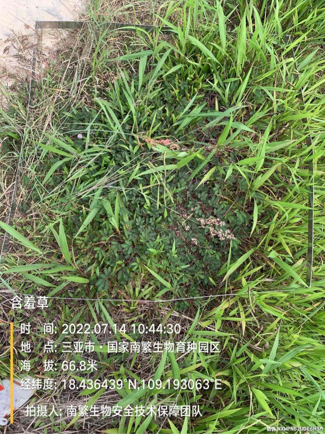 含羞草