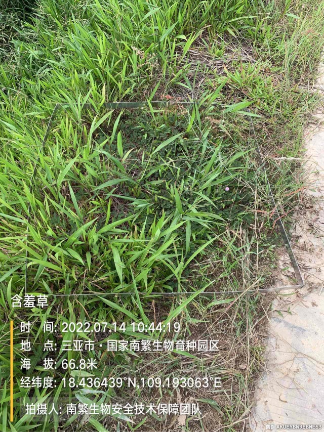含羞草