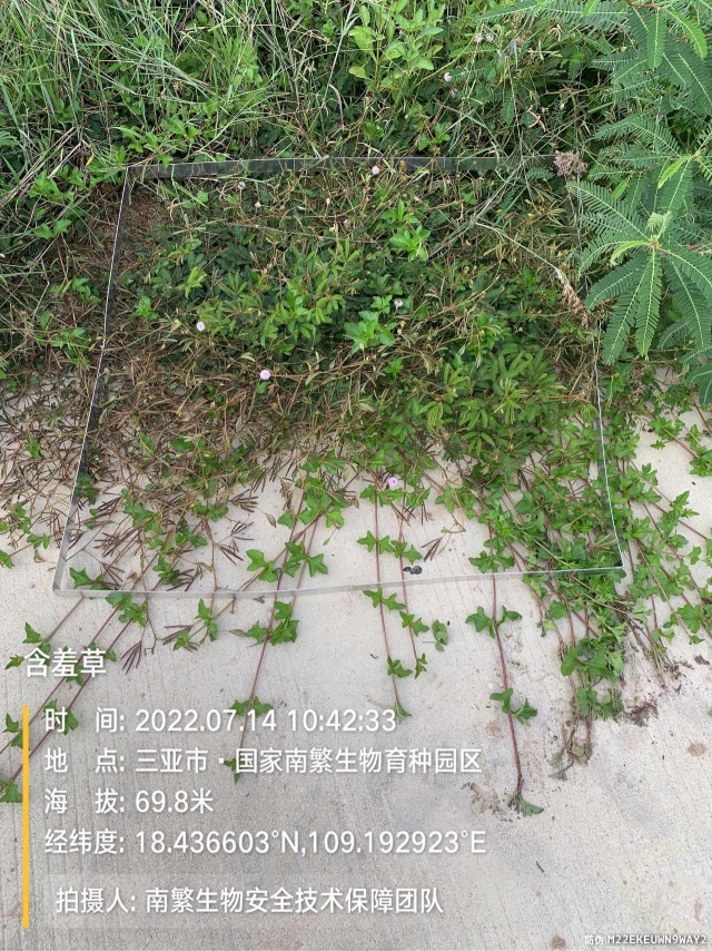 含羞草