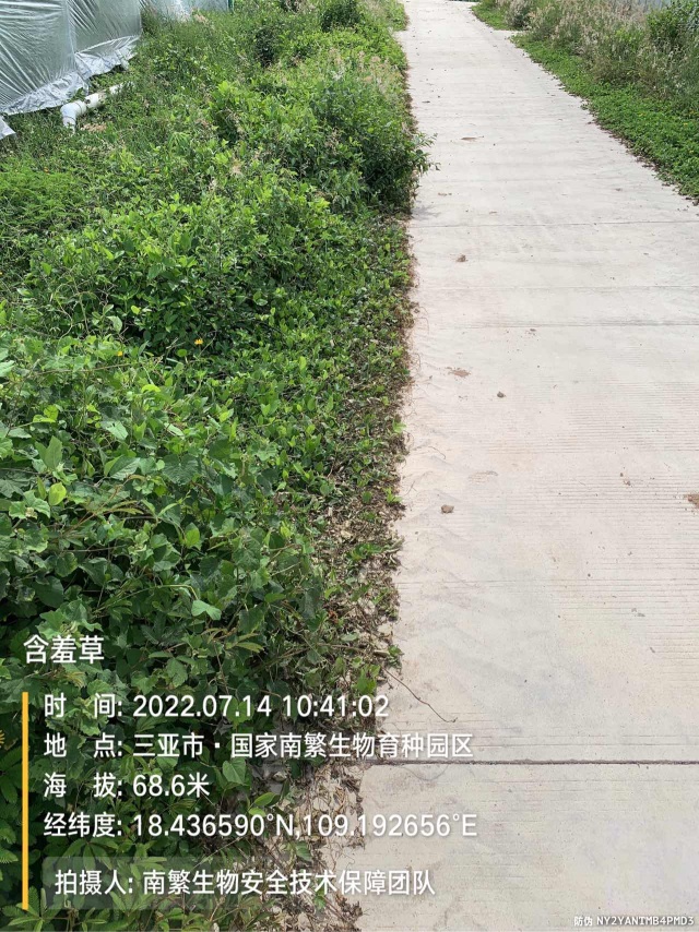 含羞草