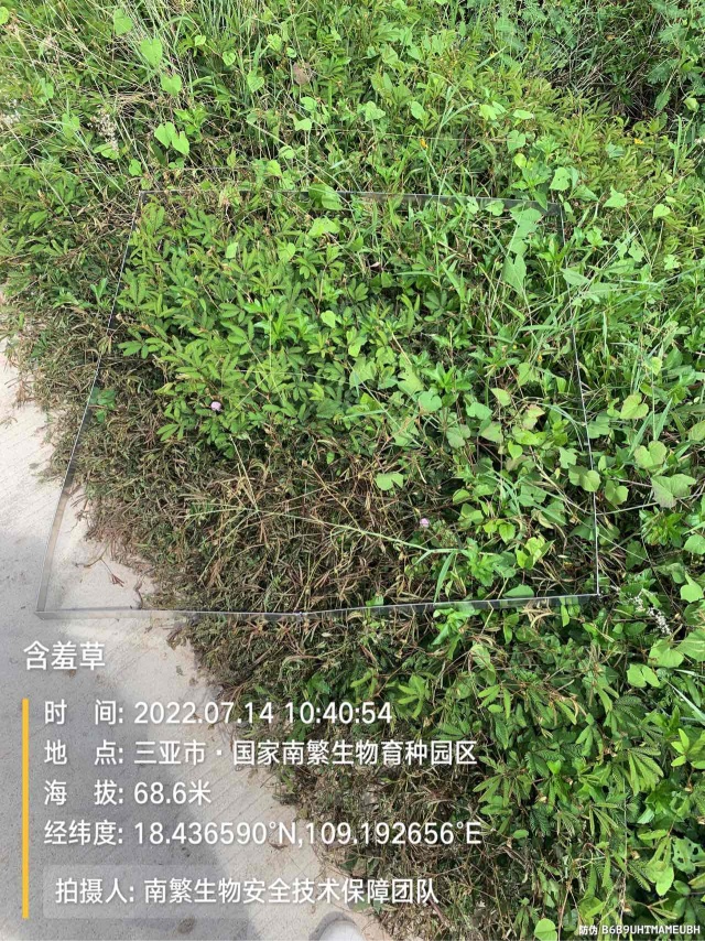 含羞草