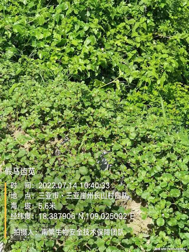 假马齿苋