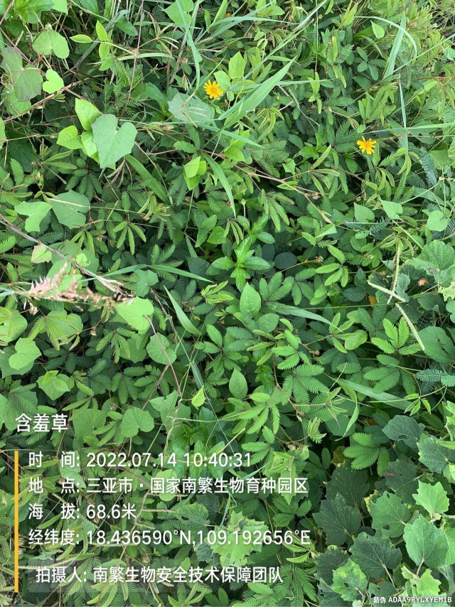 含羞草