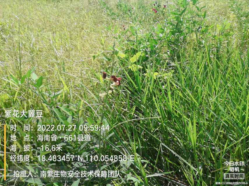 紫花大翼豆