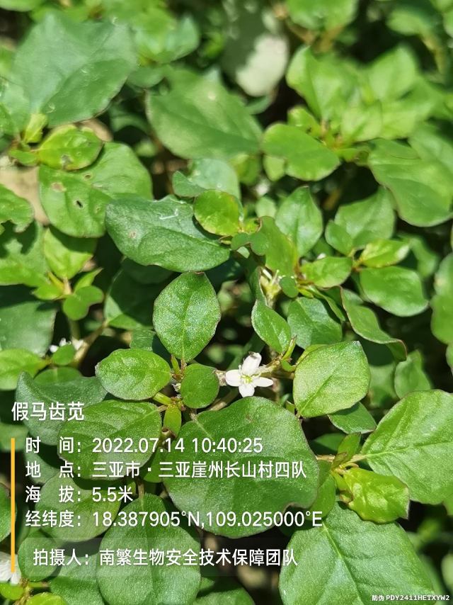 假马齿苋