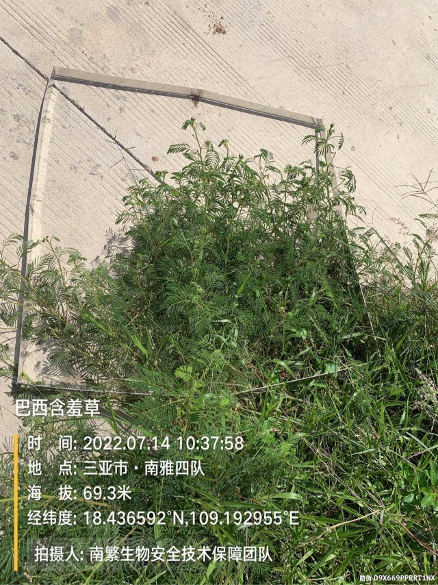 巴西含羞草