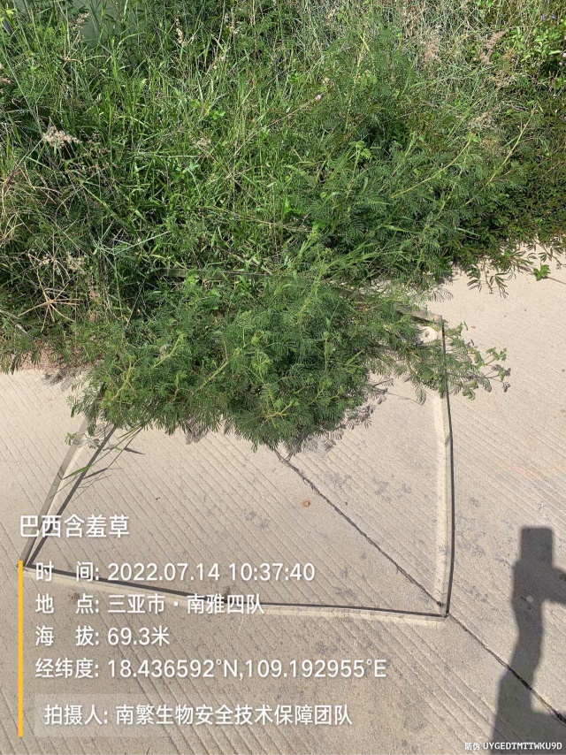 巴西含羞草
