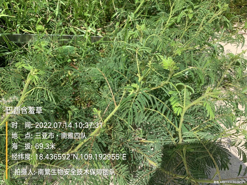 巴西含羞草