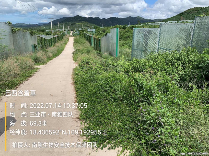 巴西含羞草