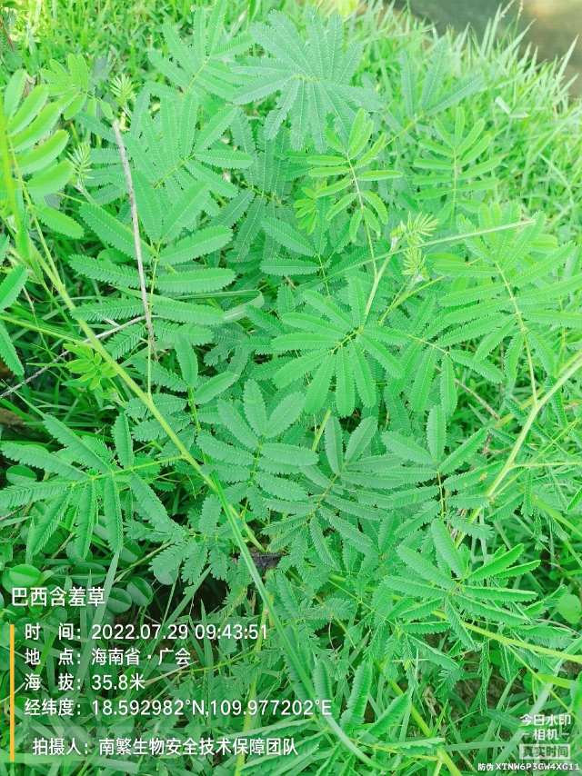 巴西含羞草